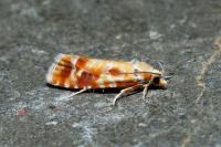 Rhyacionia buoliana
