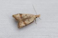 Anasphaltis renigerellus