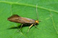 Crassa unitella