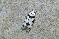 Pseudotelphusa scalella