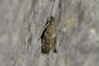 Strophedra weirana