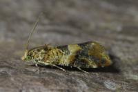 Lobesia reliquana