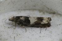 Epinotia demarniana