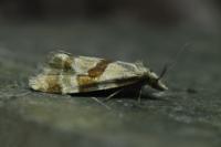 Aethes cnicana/rubigana