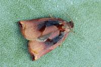 Archips podana