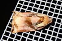 Archips podana