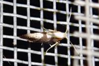 Argyresthia spinosella