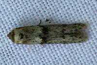 Blastobasis phycidella