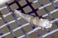 Cedestis gysseleniella