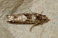Epinotia immundana