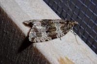 Orthotaenia undulana
