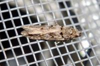 Teleiopsis diffinis