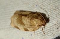 Choristoneura hebenstreitella