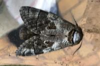 Cossus cossus