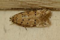 Pseudotelphusa paripunctella