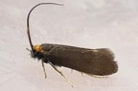 Incurvaria koerneriella