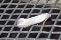 Elachista argentella