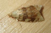 Aleimma loeflingiana