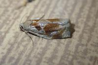 Archips crataegana