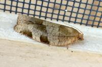 Choristoneura hebenstreitella