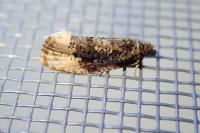 Hedya ochroleucana