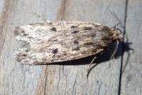 Hofmannophila pseudospretella