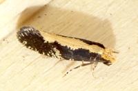 Monopis obviella