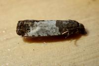 Spilonota ocellana
