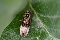 Hedya nubiferana