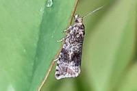 Celypha lacunana