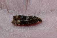 Celypha lacunana