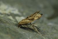 Epermenia falciformis