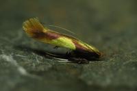 Caloptilia alchimiella
