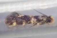 Triaxomasia caprimulgella