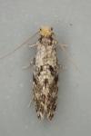Nemapogon ruricolellus