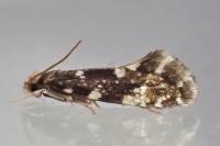 Nemapogon koenigi