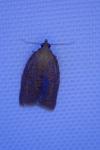 Clepsis consimilana
