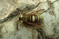Sesia apiformis