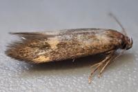 Borkhausenia minutella
