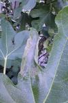 Choreutis nemorana