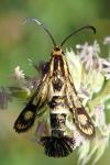 Chamaesphecia empiformis
