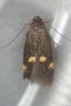Borkhausenia minutella