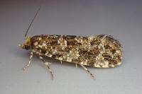 Triaxomera parasitella