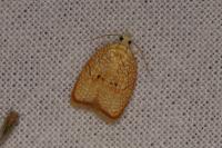 Acleris forsskaleana