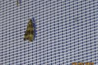Celypha lacunana