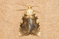 Aleimma loeflingiana