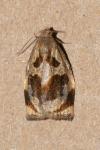 Archips crataegana