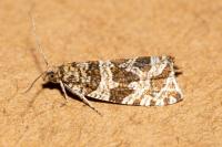 Celypha rivulana