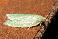 Tortrix viridana