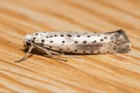 Yponomeuta irrorella